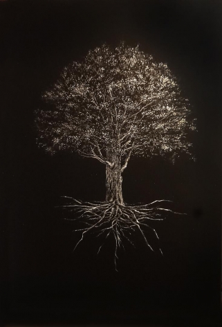 Sugar Maple Tree
