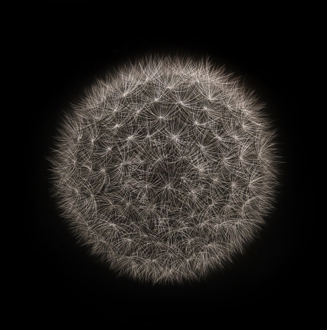 Mitchell Lonas Dandelion, Fall 2020, 2020