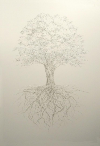 Sugar Maple Tree Summer