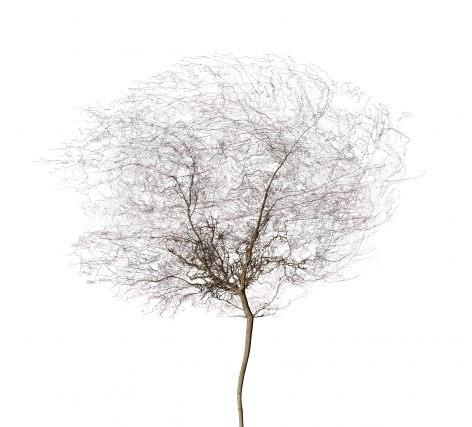 Bertrand Flachot Arborescence XIII, 2019