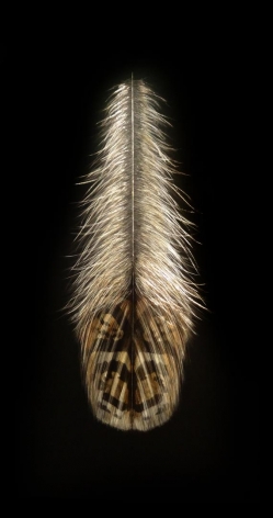 Grouse Feather II