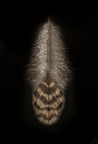 Bobwhite Feather, 2016