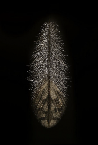Feather III incised painted aluminum