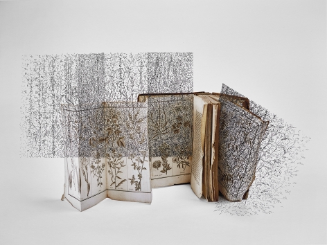 Bertrand Flachot, Ex-Croissances XV, 2019