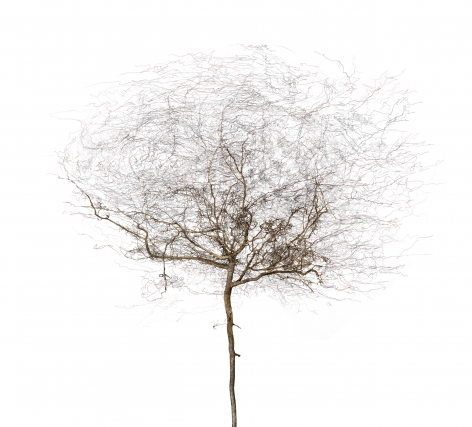 Bertrand Flachot Arborescence XIV, 2019