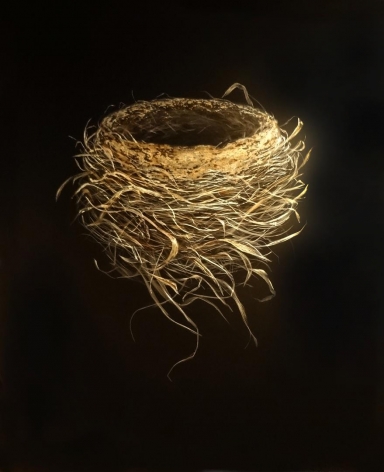 Spring Robin Nest 2014