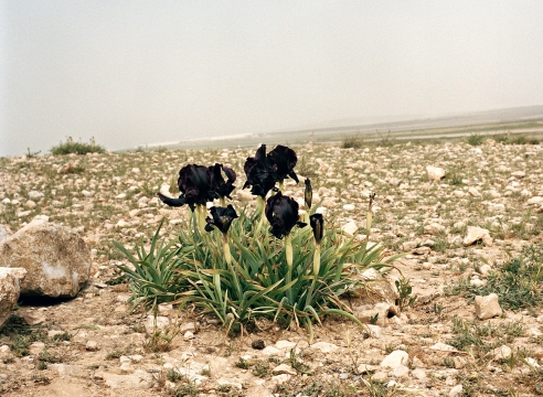 Yael Ben-Zion