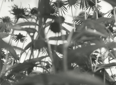 Alice Attie: Proximities