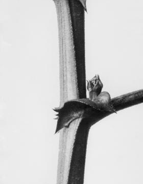 Karl Blossfeldt