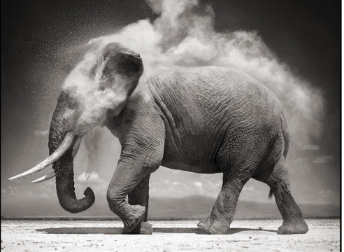 Nick Brandt
