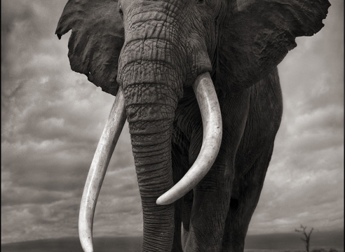 Nick Brandt