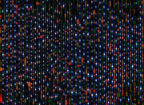 The Heavenly Tree Grows Downward