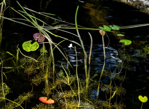 Immersed and Submerged