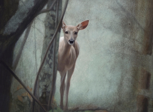 Susan McDonnell