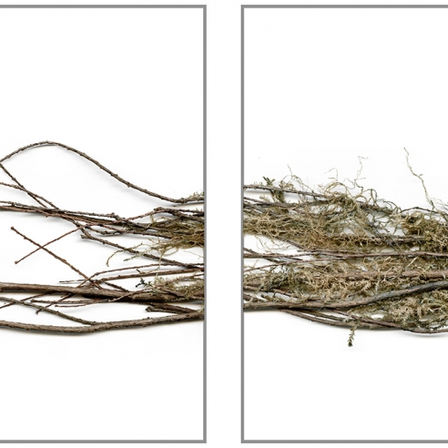Dawn Roe: Conditions for an Unfinished Work of Mourning, Wretched Yew