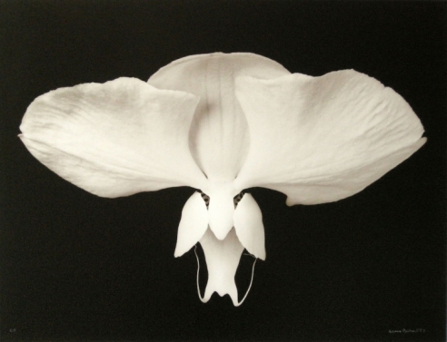Denis Brihat