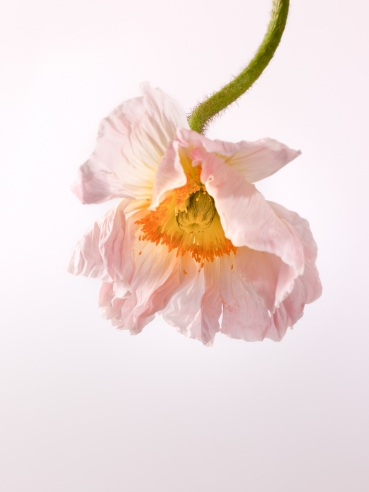 Flowers No 6