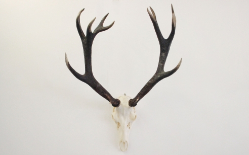 Vintage Antlers