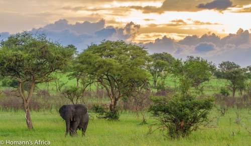 Elephants