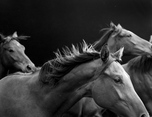 Neil Latham: American Thoroughbred