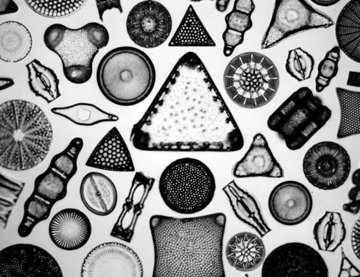 Carl Strüwe: Microcosmos