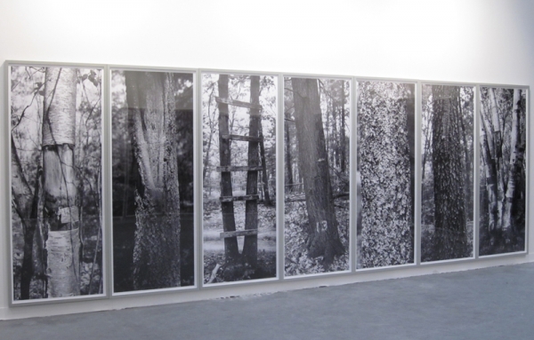 24 Tree Studies exhibition at the Heckscher Museum