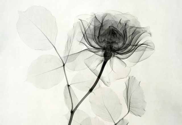 Dr. Dain L. Tasker