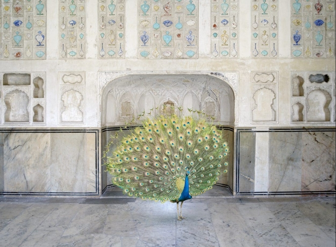 Karen Knorr