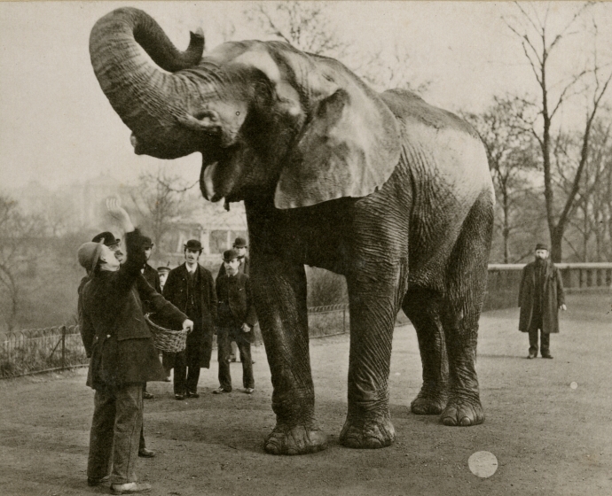 Edward BIERSTADT (American, 1824-1906) Jumbo, 1882 Artotype, 9.7 x 13.4 cm