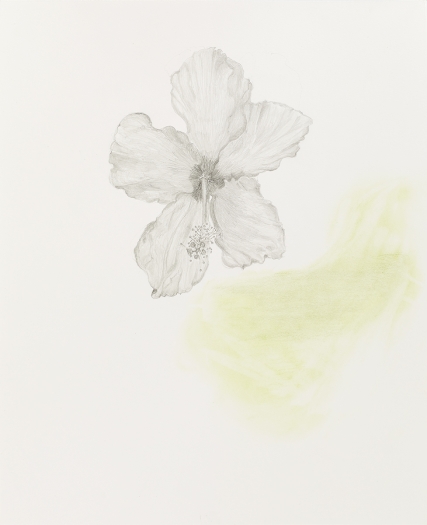 Mayo Thompson Hibiscus, 2015 Pencil on paper Paper: 39 7/8 x 30 inches (101.3 x 76.2 cm) Frame: 44 1/8 x 34 1/4 inches (112.1 x 87 cm)