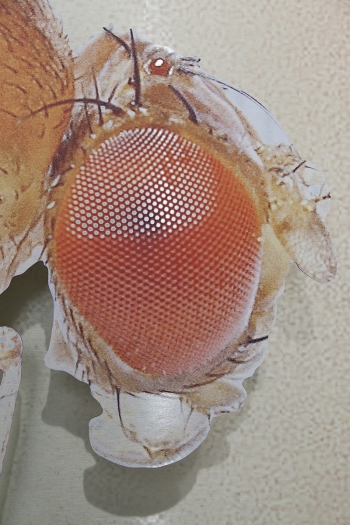 Katja Novitskova, Storm Time Approximation (Mercury Transit, Drosophila Melanogaster), 2016 (detail)