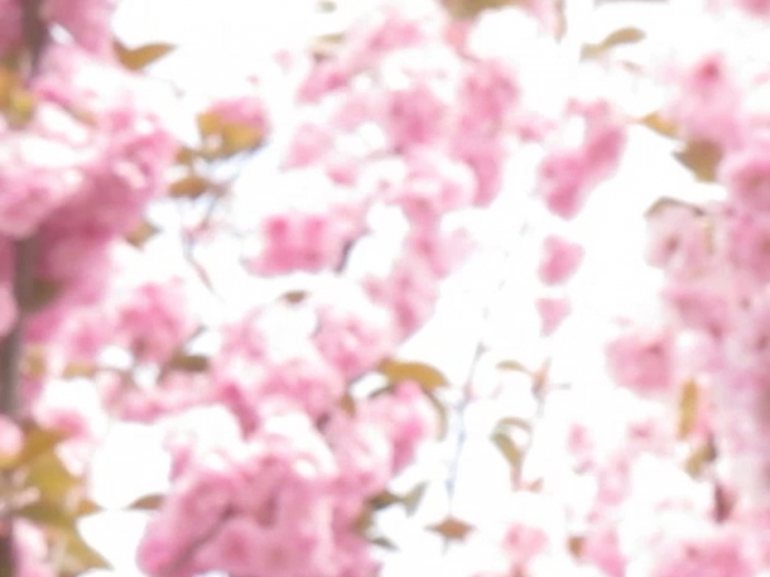 Hilary Lloyd Blossom, 2017 (still)