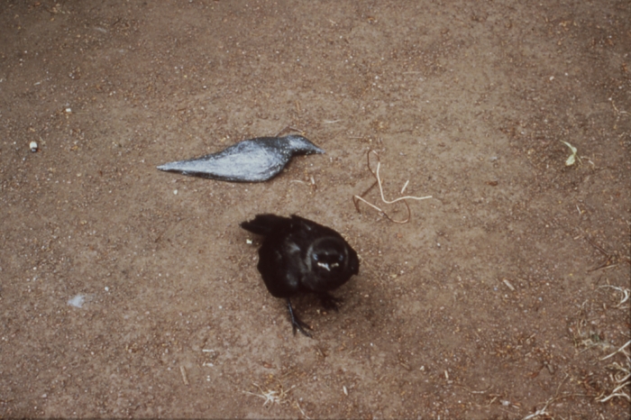 Black Bird / Dead Bird / Current Thought