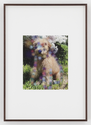 Hilary Lloyd Blossom Dog, 2017 Archival pigment print Framed: 33 3/4 x 24 x 1 7/8 inches (85.7 x 61 x 4.8 cm) Unique