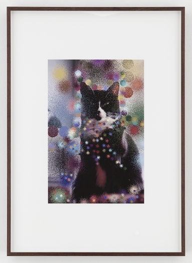 Hilary Lloyd Sailor Cat, 2017 Archival pigment print Framed: 33 3/4 x 24 x 1 7/8 inches (85.7 x 61 x 4.8 cm) Unique