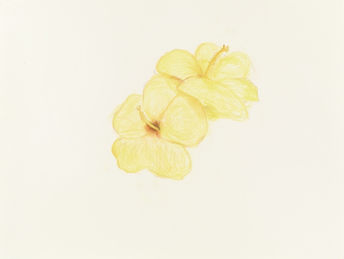 Mayo Thompson Two Hibiscuses, 2015 Colored pencil on paper Paper: 30 x 39 7/8 inches (76.2 x 101.3 cm) Frame: 34 3/16 x 44 1/8 inches (86.8 x 112.1 cm)