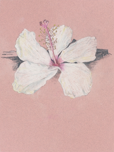 Mayo Thompson Hibiscus, 2015 Colored pencil on paper Paper: 12 x 9 inches (30.5 x 22.9 cm) Frame: 18 15/16 x 15 15/16 inches (48.1 x 40.5 cm)