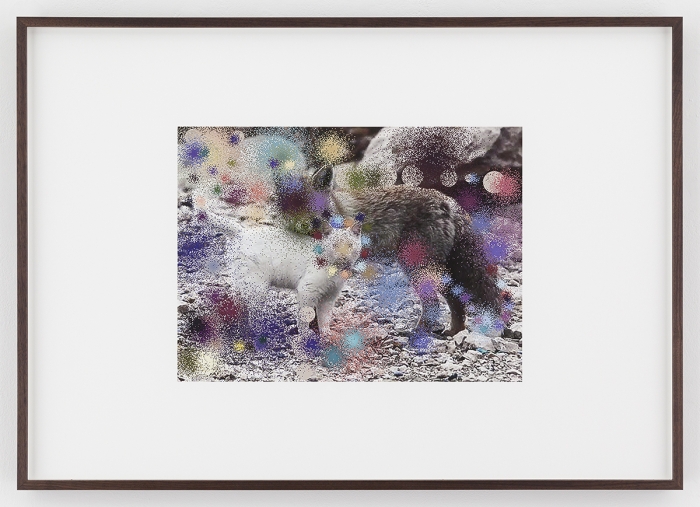 Hilary Lloyd Cat and Fox, 2017 Archival pigment print Framed: 33 3/4 x 24 x 1 7/8 inches (85.7 x 61 x 4.8 cm) Unique