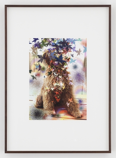 Hilary Lloyd, Leaf Dog, 2017