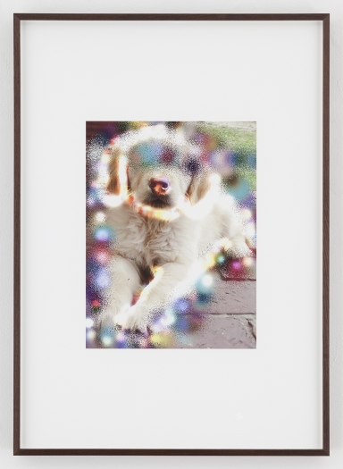 Hilary Lloyd Sphinx Dog, 2017 Archival pigment print Framed: 33 3/4 x 24 x 1 7/8 inches (85.7 x 61 x 4.8 cm) Unique