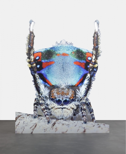 Katja Novitskova Approximation (peacock spider 2), 2016 Digital print on aluminum, cutout display 67 x 55 x 13 3/4 inches (170 x 140 x 35 cm)