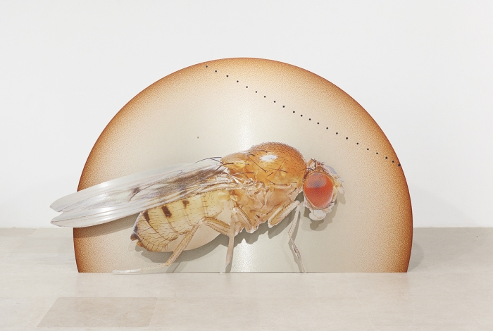 Katja Novitskova Storm Time Approximation (Mercury Transit, Drosophila Melanogaster), 2016 Digital print on 2 layers of aluminum, cutout display 58 1/4 x 96 3/8 x 12 inches (148 x 244.8 x 30.5 cm)