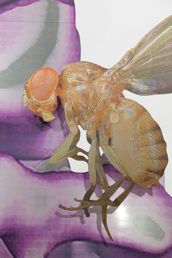 Katja Novitskova, Storm Time Approximation (EM Map: Human, Drosophila), 2016 (detail)