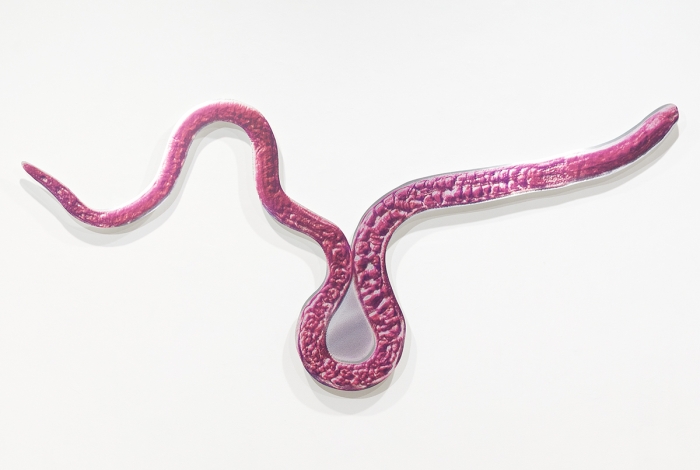 Katja Novitskova Approximation (Trichinella Worm) , 2016 Digital print on aluminum, cutout display 46 x 95 x 2 1/2 inches (116.8 x 241.3 x 6.4 cm) 46 x 95 x 2 1/2 inches (116.8 x 241.3 x 6.4 cm)Katja Novitskova Approximation (Trichinella Worm) , 2016 Digital print on aluminum, cutout display 46 x 95 x 2 1/2 inches (116.8 x 241.3 x 6.4 cm)