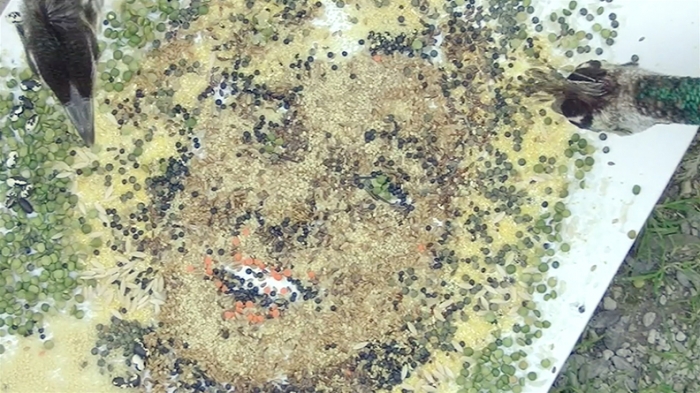 Peacock Museum The Department of Education , 2015 (still)