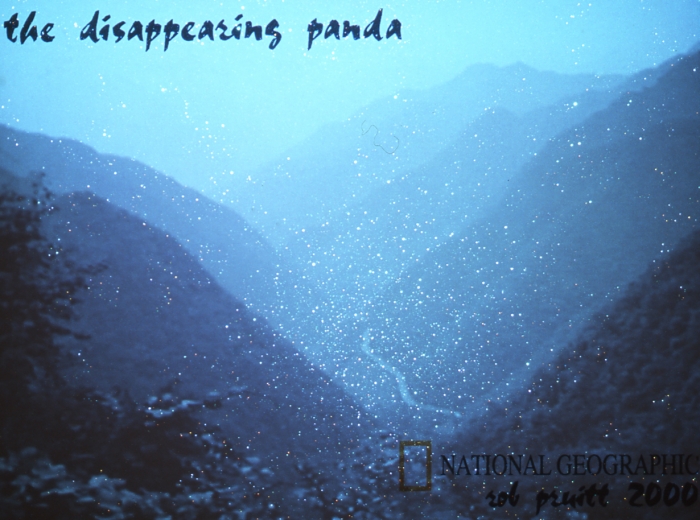 Rob Pruitt, The Disappearing Panda, 2000, glitter and oil on canvas, "Save the Panda National Geographic Home Video", (1984) vhs tape, 60:00min, 108 x 80 inches