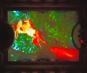 Pipilotti Rist , Homo Sapiens Sapiens, 2005