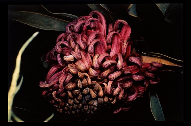 Nobuyoshi Araki Untitled, 1997