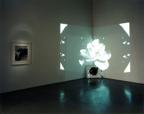 Strange Magic, Installation view