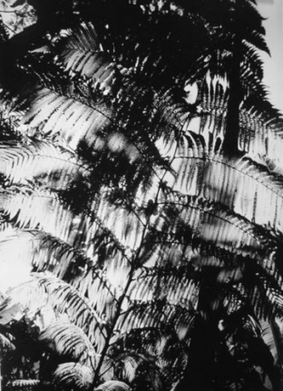 Daido Moriyama Hawaii, 2007/2008